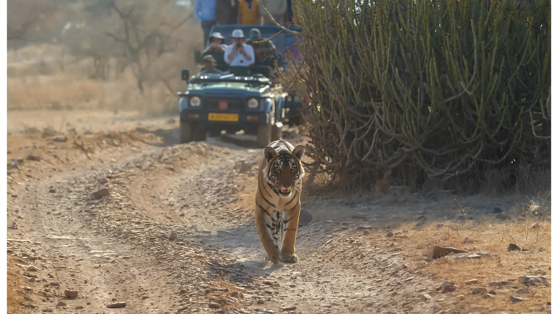 Bengal tiger walking along a dirt track during safari