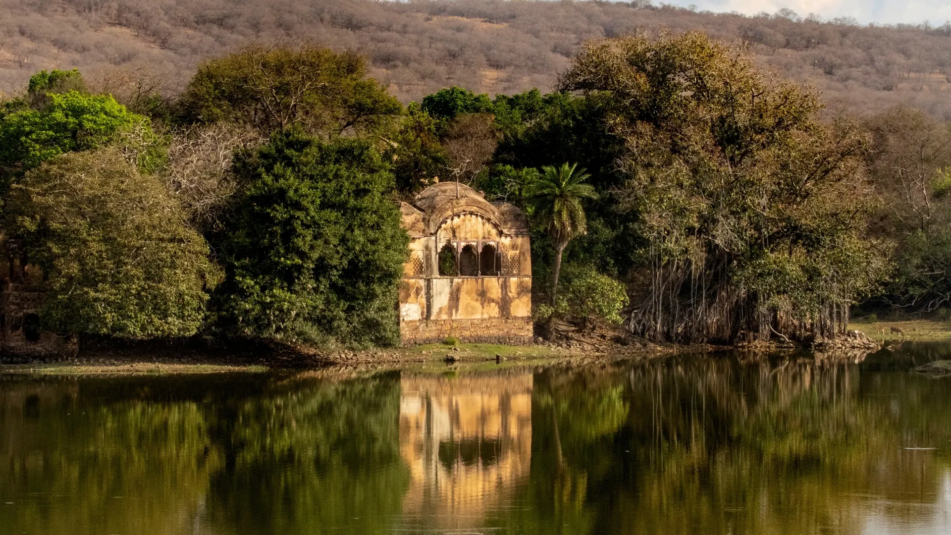 Ruined pavilion reflected in a lake at Ranthambore