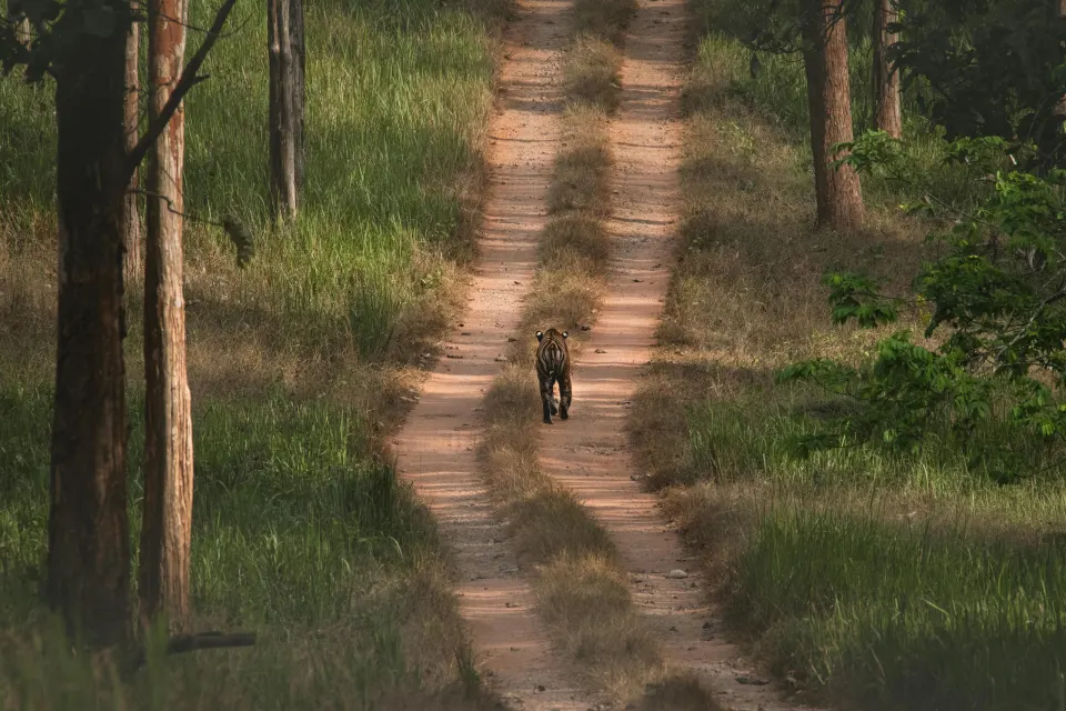 Bengal tiger walking away along a narrow forest track