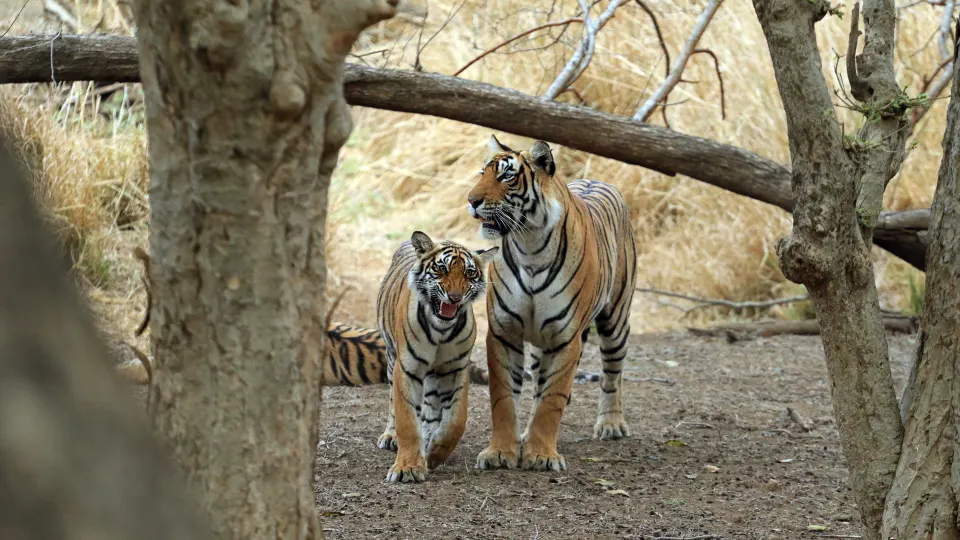 Adult Bengal tiger walking beside a cub in forest clearing