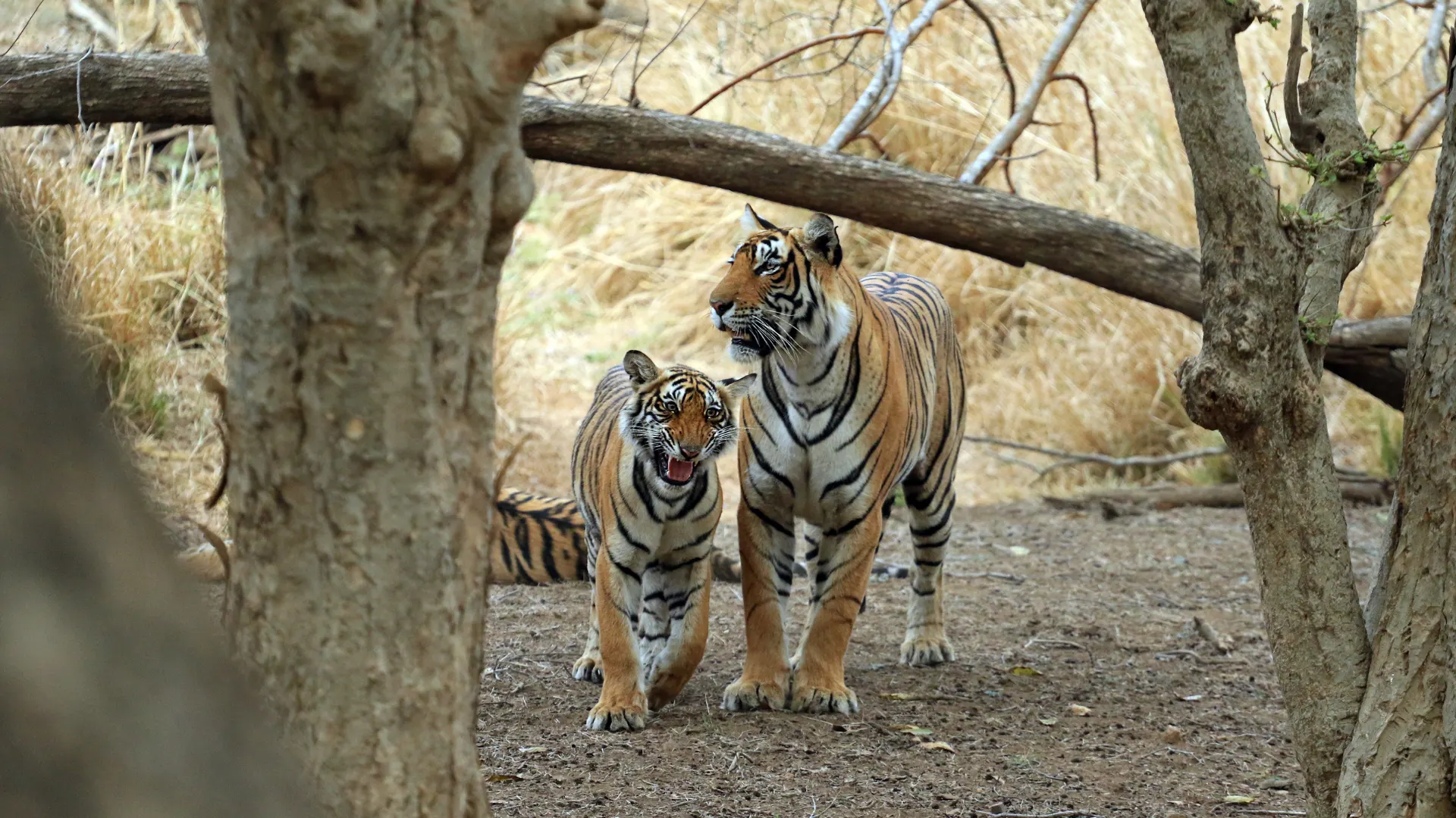 Adult Bengal tiger walking beside a cub in forest clearing