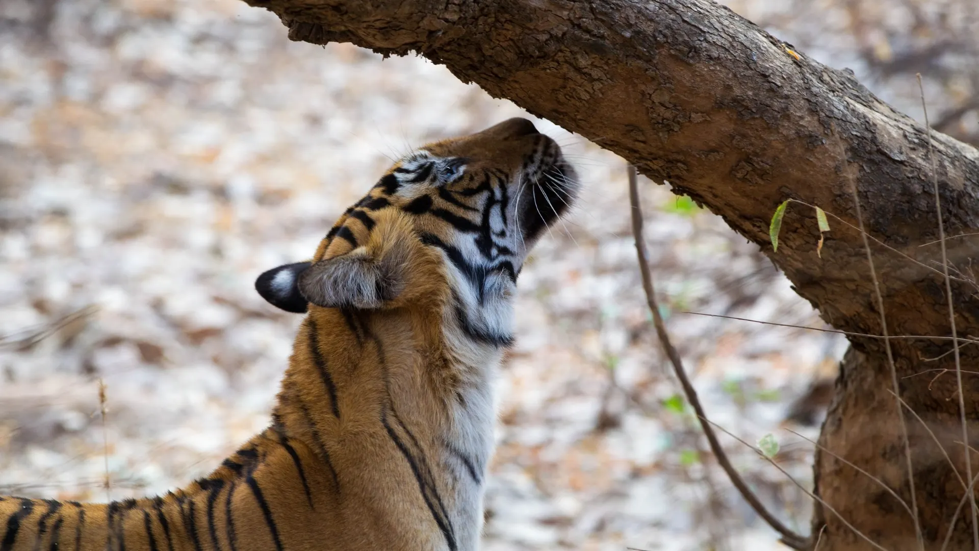 Bengal tiger rubbing its face against a tree trunk in Ranthambore