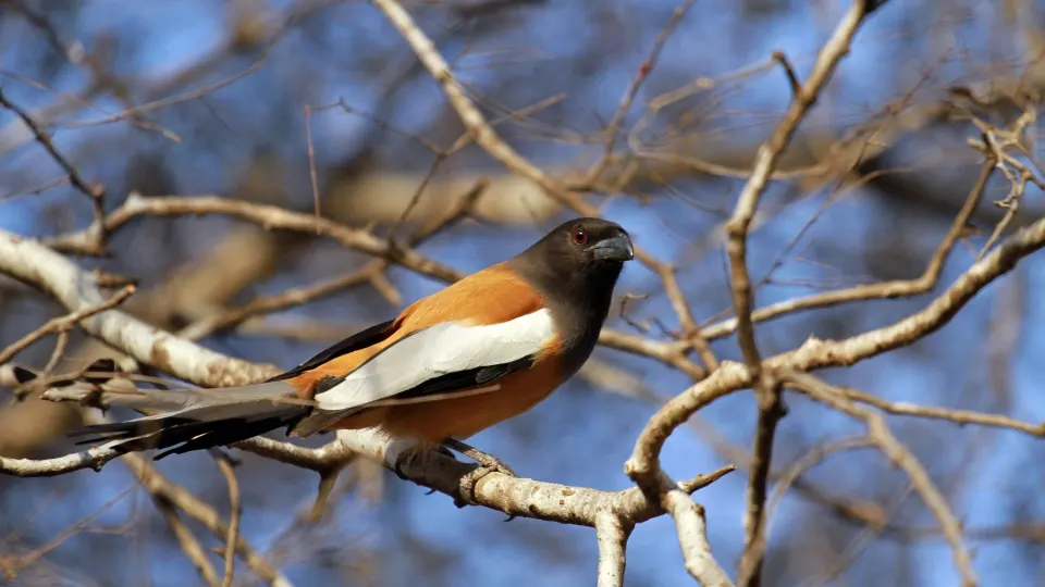 Ranthambore Safari Day