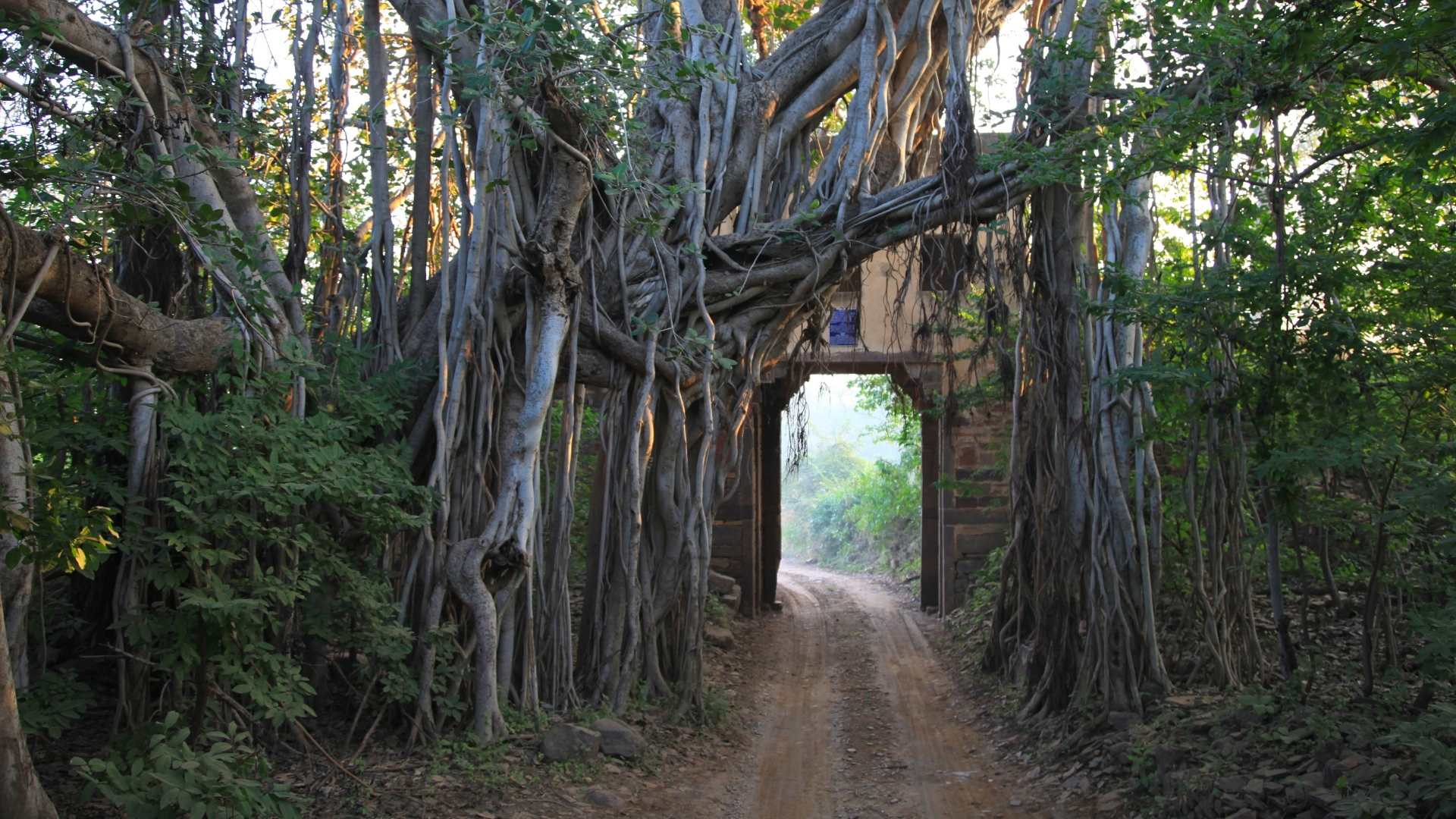 Ancient banyan tree forming a natural arch over a forest road in Ranthambore