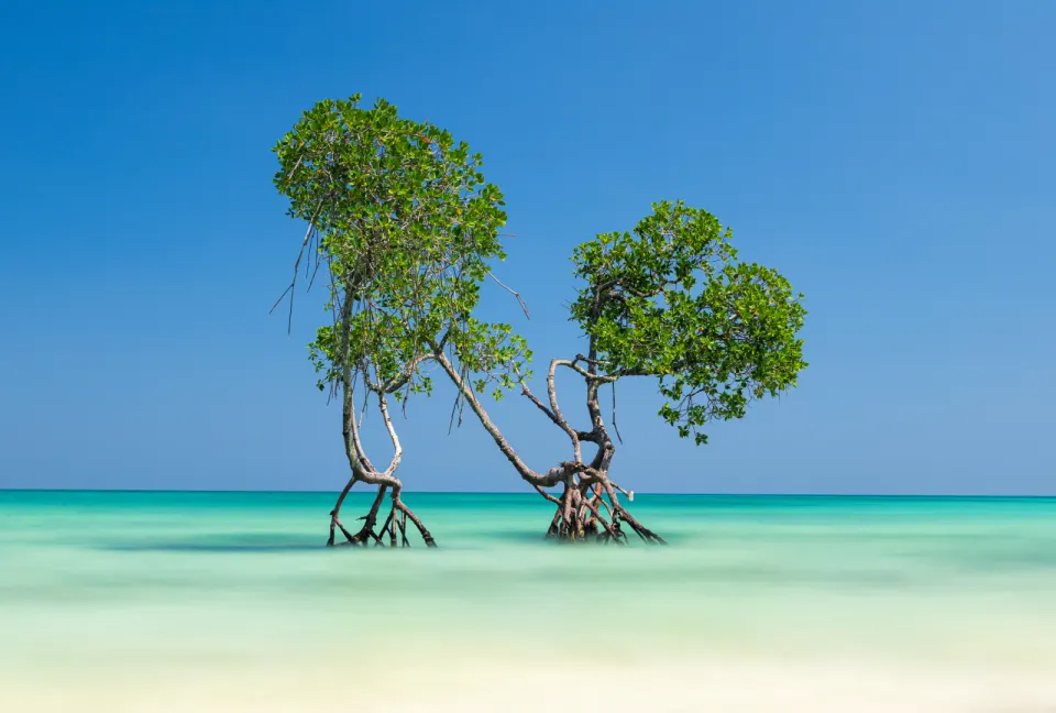 mangrove trees standing in shallow turquoise water at havelock island