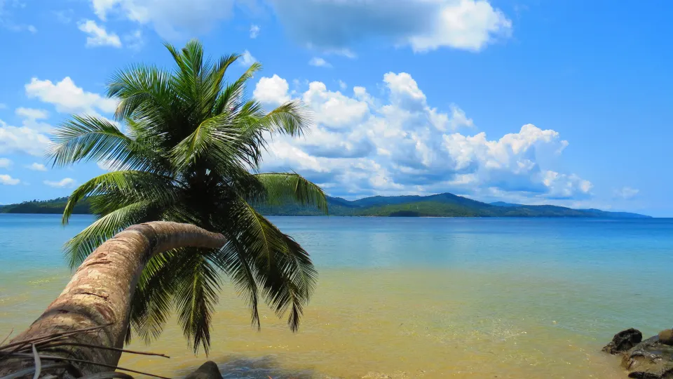 curved palm tree overlooking calm sea and distant forested islands in the andamans