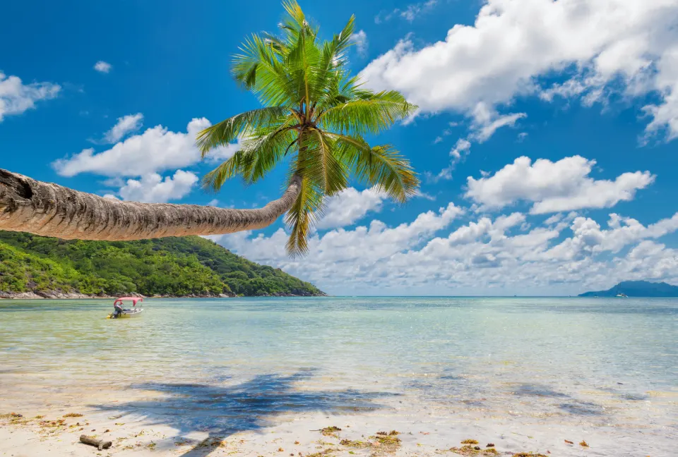 leaning coconut palm over shallow turquoise waters at Palolem Beach