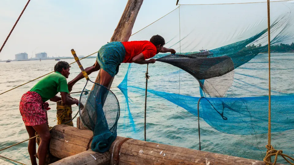 Fishermen operating Chinese fishing nets along the Kerala coast