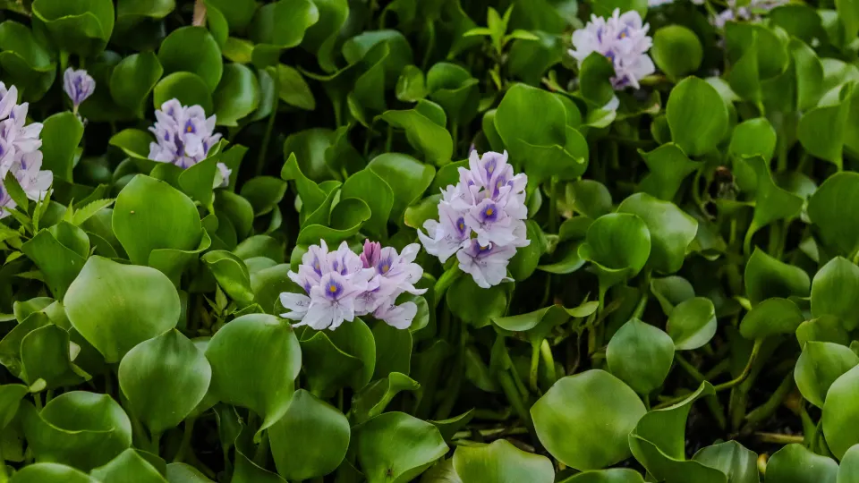 Purple water hyacinth flowers floating in Kerala backwaters