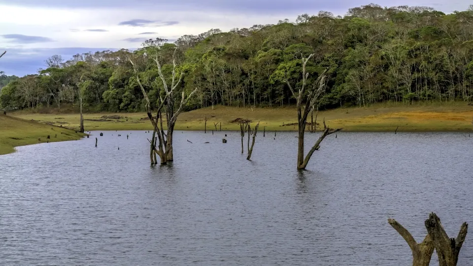 dead tree trunks emerging from periyar lake reservoir thekkad
