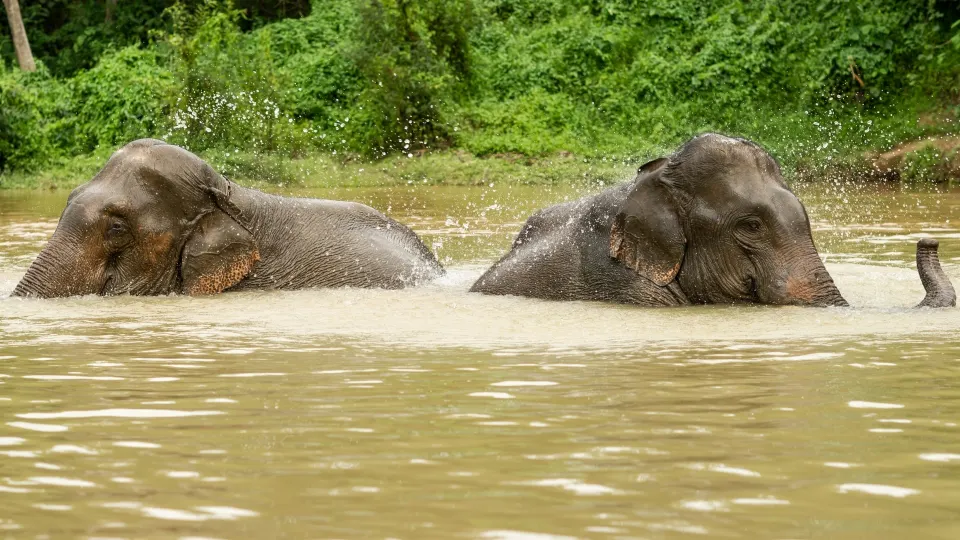 Thekkady and Periyar Lake