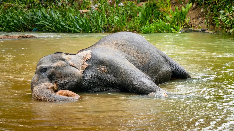 asian elephant resting in shallow water in thekkady