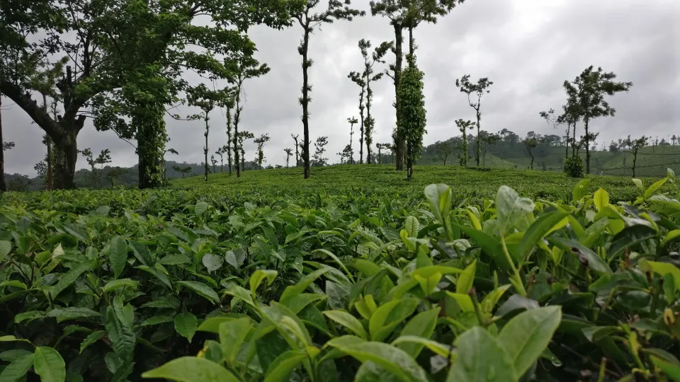 Tea plantation landscape in Coorg during monsoon