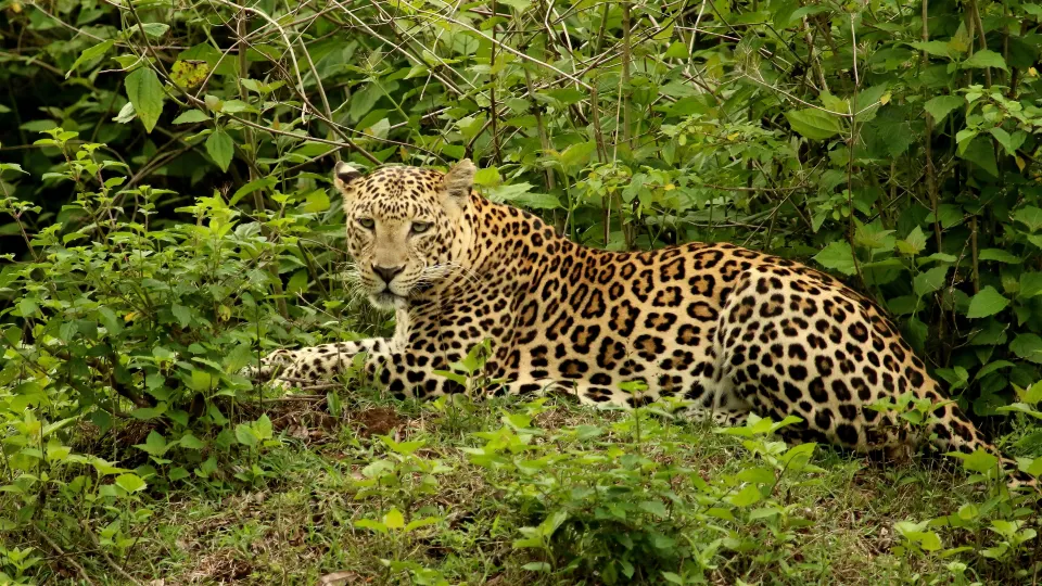 A leopard lying in dense green underbrush and looking directly toward the camera