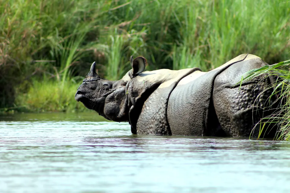 A one-horned rhinoceros standing partly submerged in a river beside tall green grass