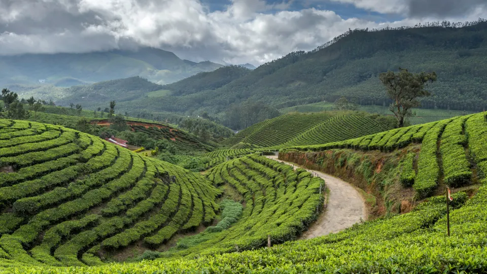 Terraced tea plantations stretching across hills under misty clouds