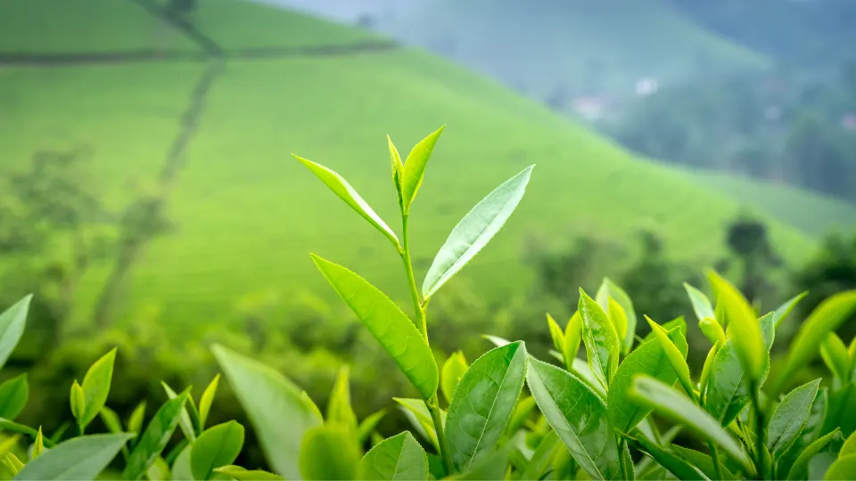 Munnar Tea Country