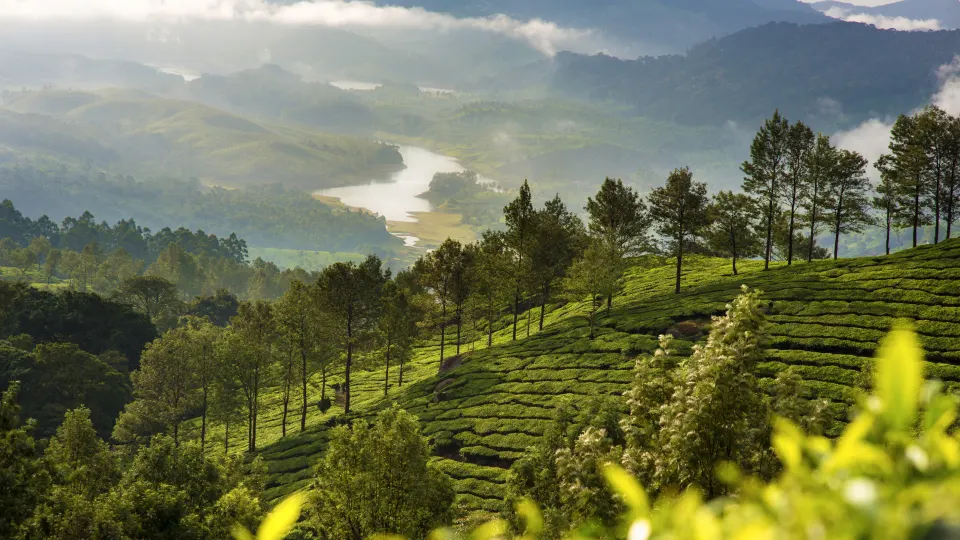 Tea plantations descending toward a lake in a misty valley