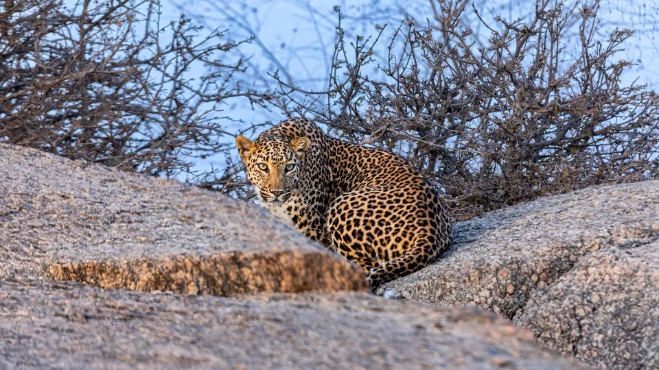 A leopard lying alert among granite boulders in Jawai