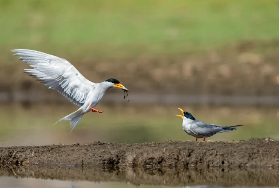 River tern delivers fish mid-flight to mate on Jawai dam shore