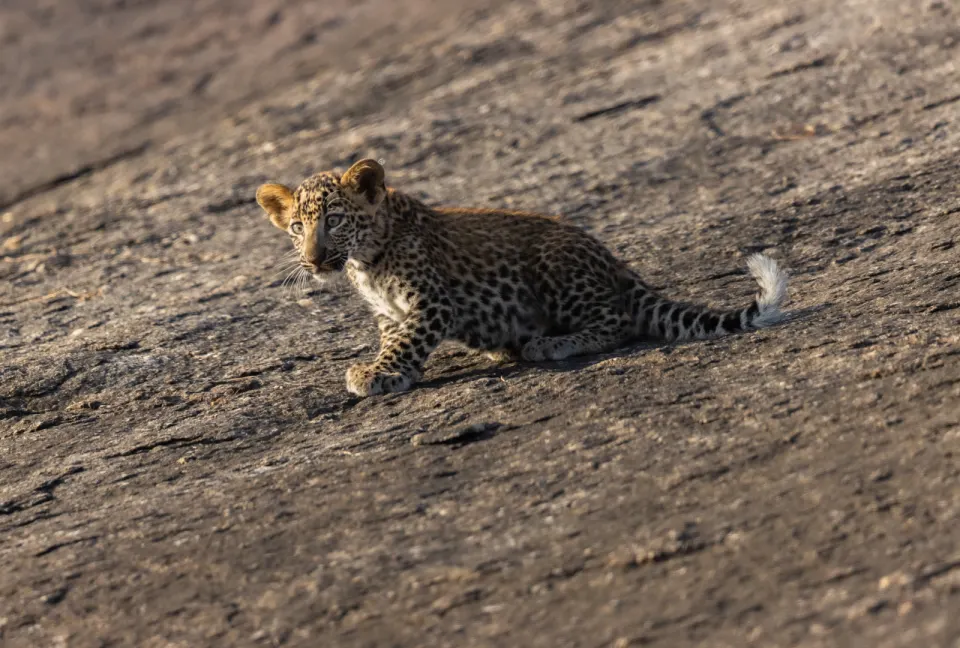 Full Jawai Safari Day