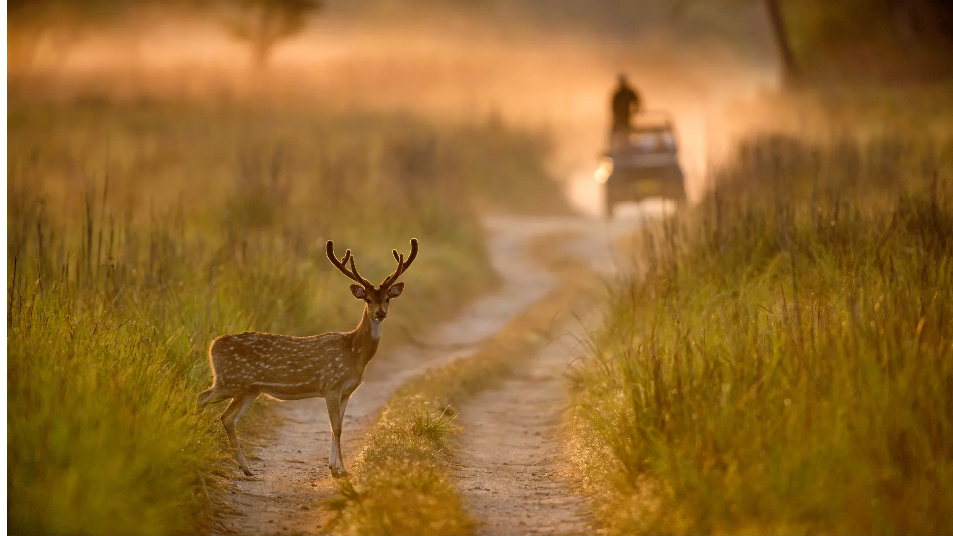 A spotted deer stag standing alert on a forest track during golden sunset
