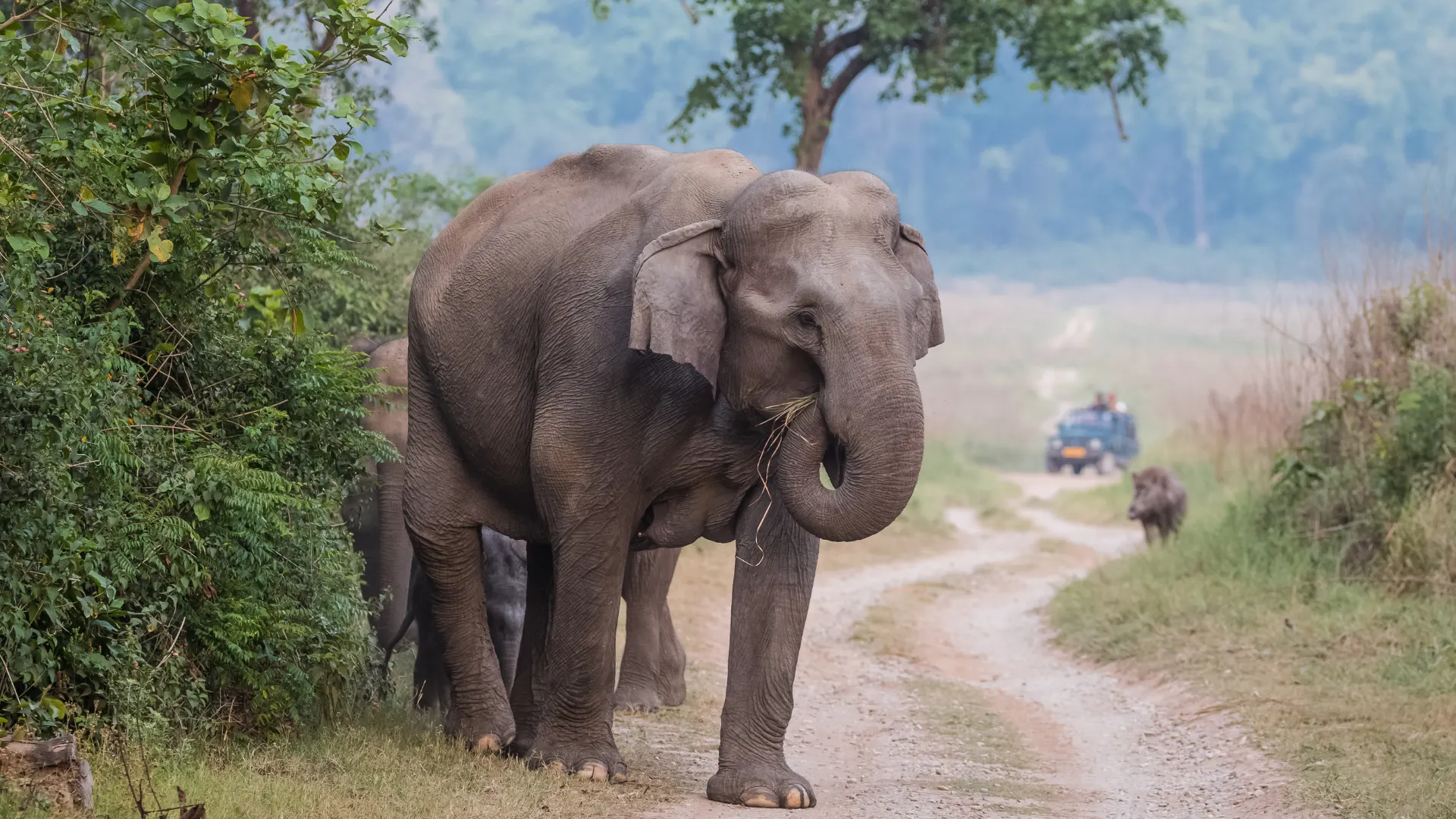 A wild Asian elephant standing near a forest trail in Corbett