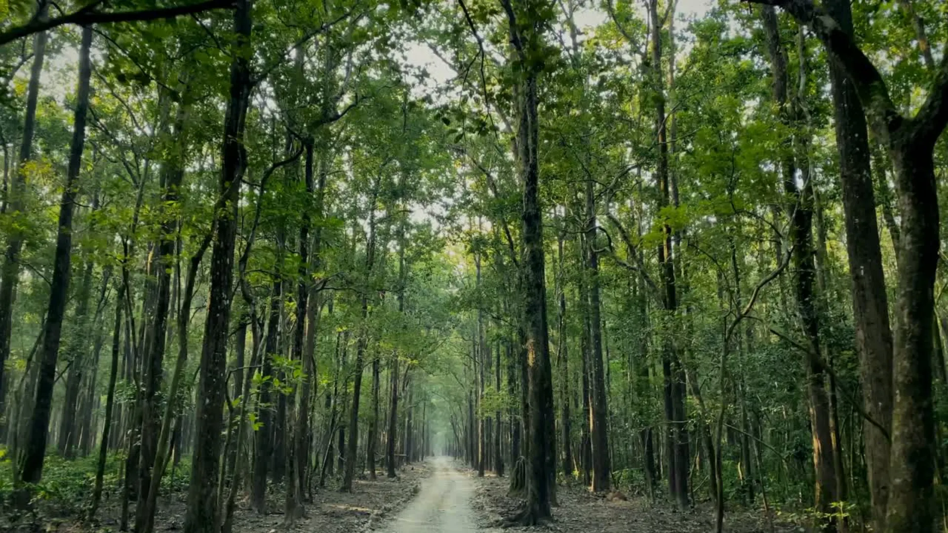 A narrow forest road cutting through tall sal trees