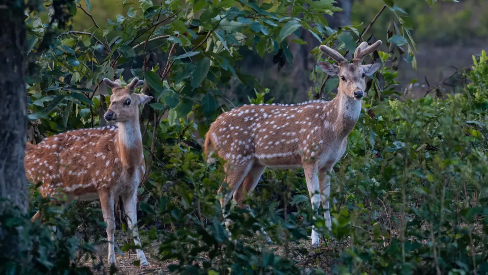 Full Kanha Safari Day