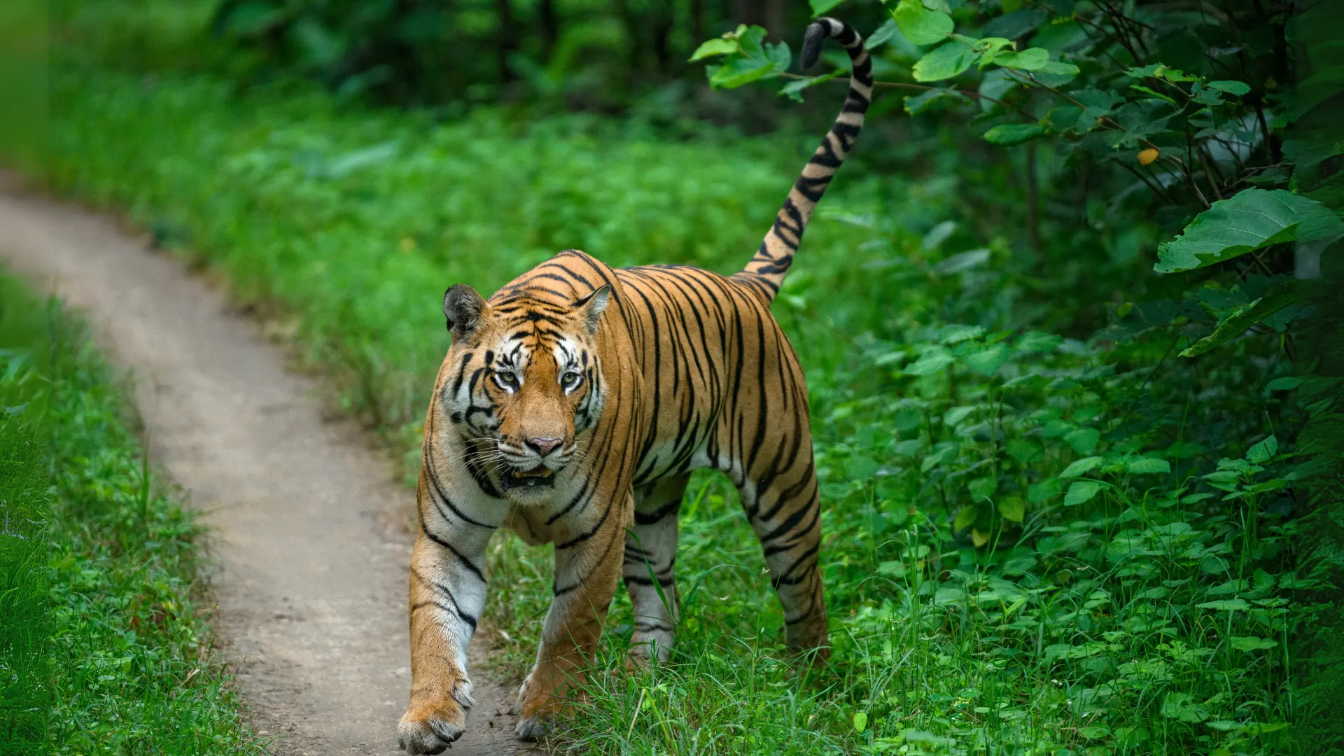 A Bengal tiger walking towards the camera along a narrow forest path