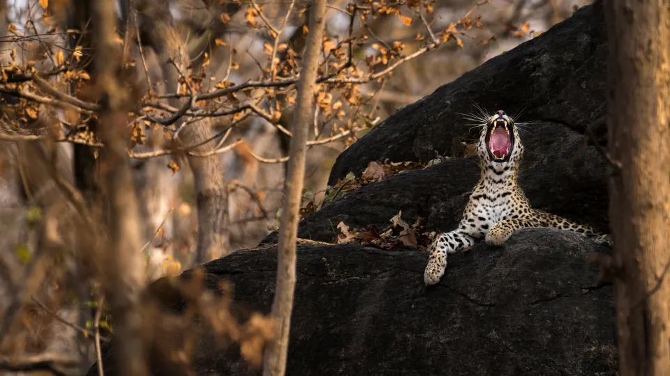 A leopard lying on a large rock, yawning widely