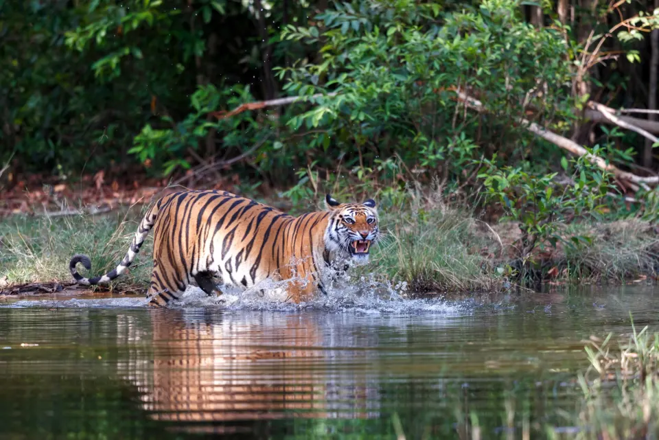 A Bengal tiger splashes through a shallow forest pond with water droplets flying
