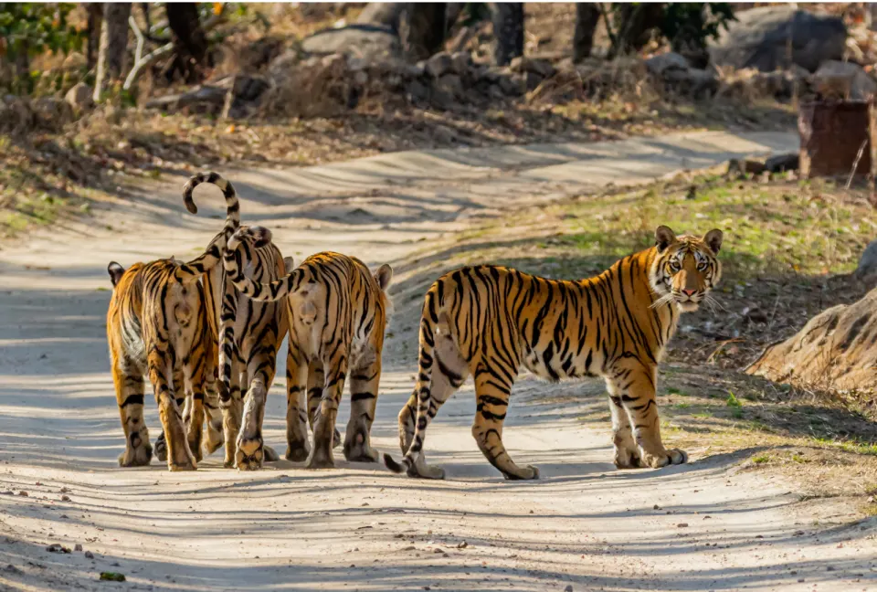 A tigress with cubs standing together on a sandy forest track