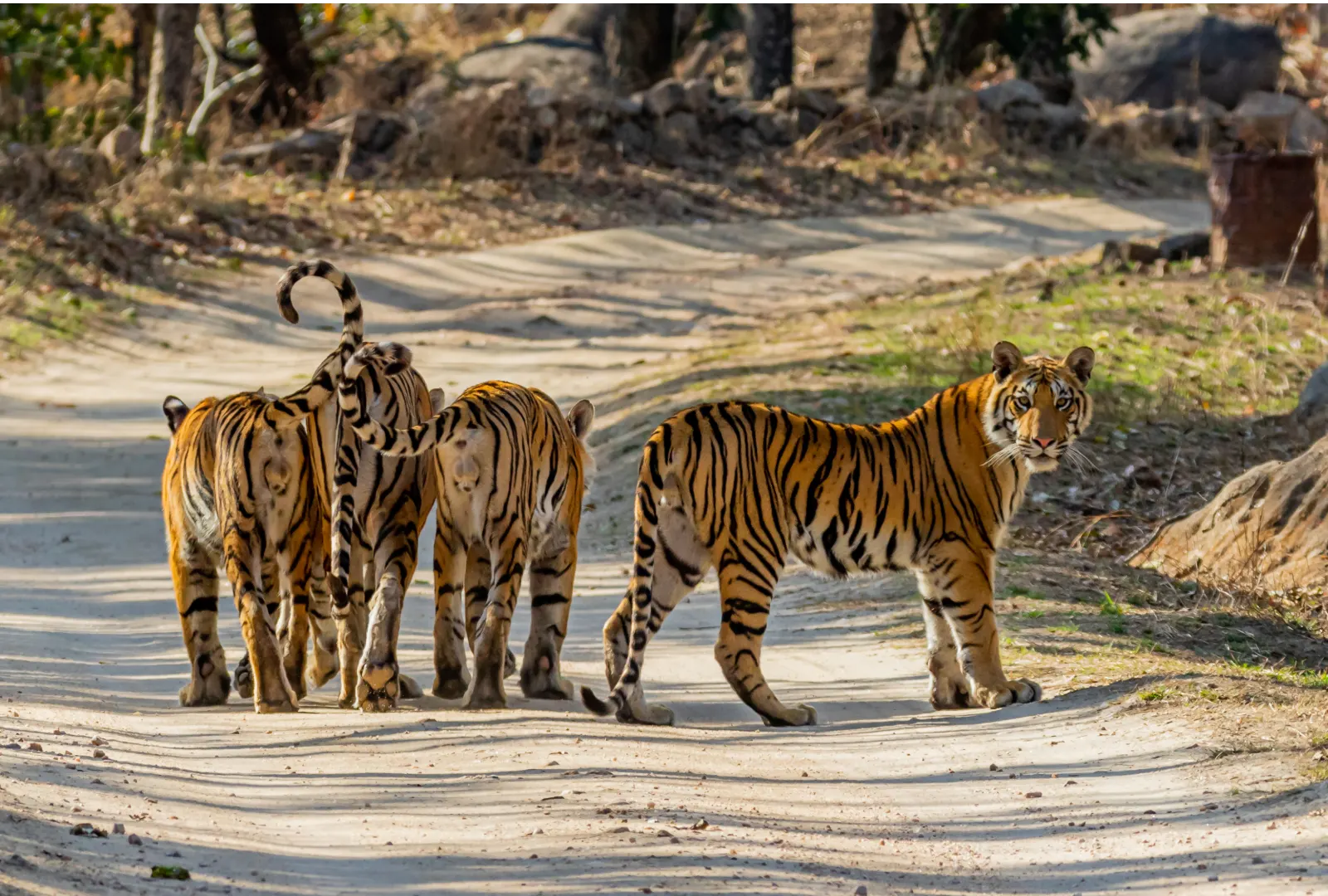 A tigress with cubs standing together on a sandy forest track