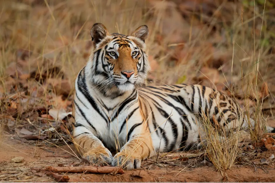 A Bengal tiger resting on the forest floor among dry grass and leaves