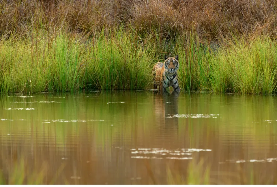 A Bengal tiger standing chest-deep at the edge of a reed-lined waterbody