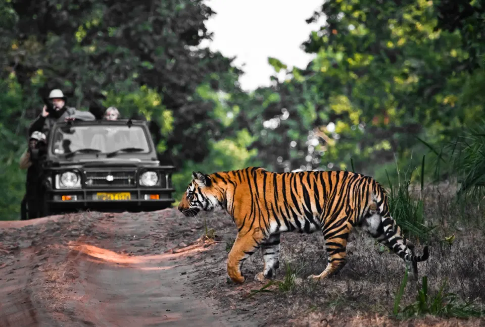 A Bengal tiger crossing a forest track with a safari jeep in the background