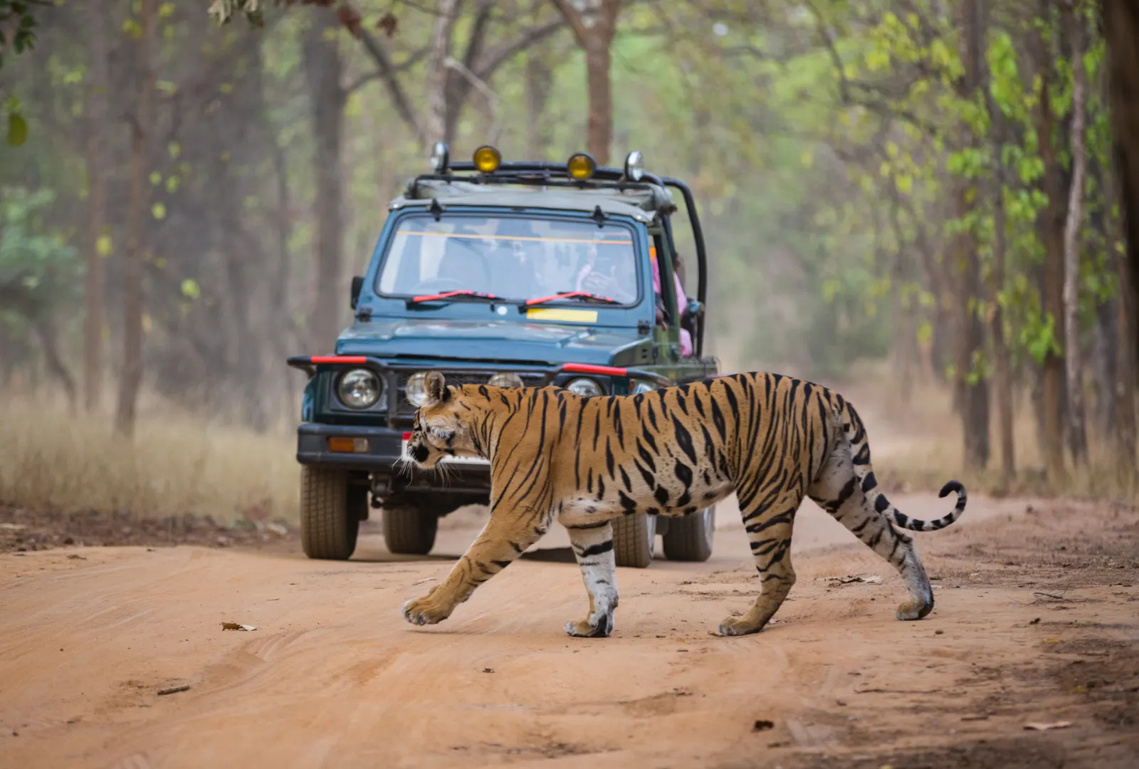 A Bengal tiger walking across a forest road with a green jeep behind it