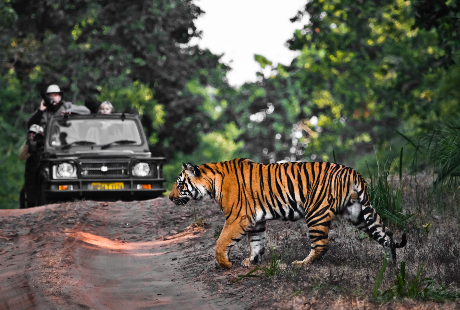 Central India Tribes & Tiger Safari