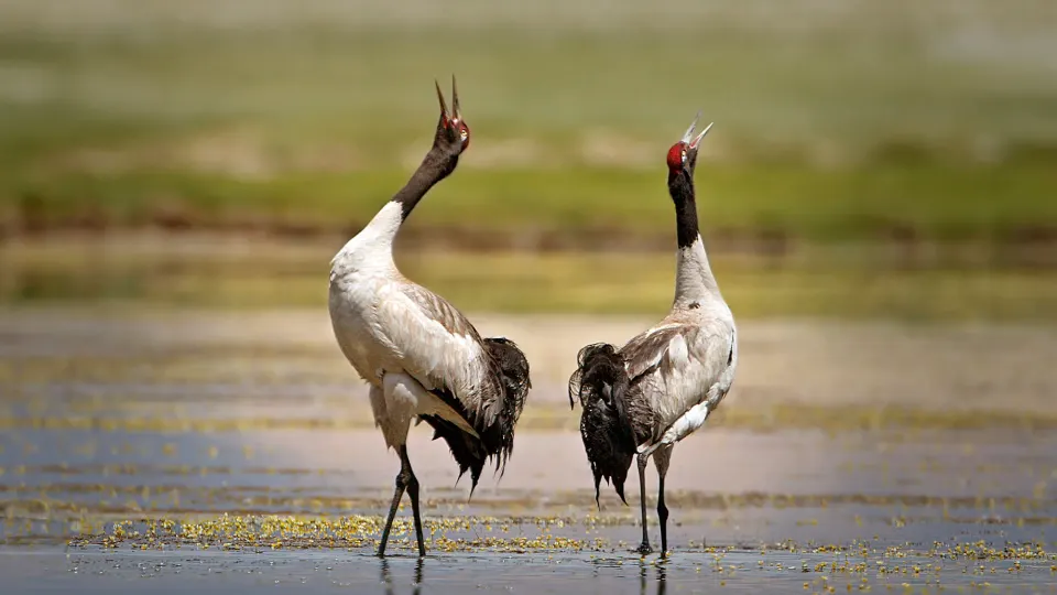 Two black-necked cranes standing in shallow wetland water