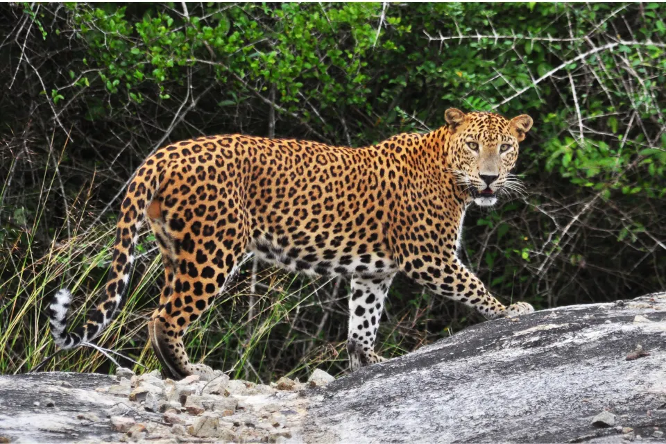 Leopard walking across rocks in dense green forest
