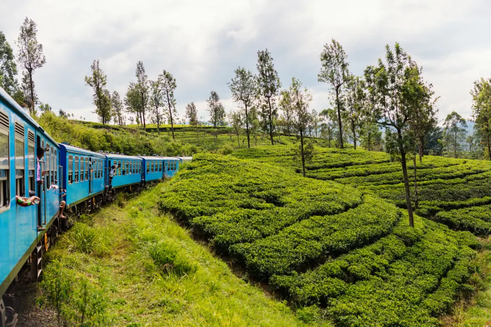 Blue train passing through green tea plantations in Sri Lanka