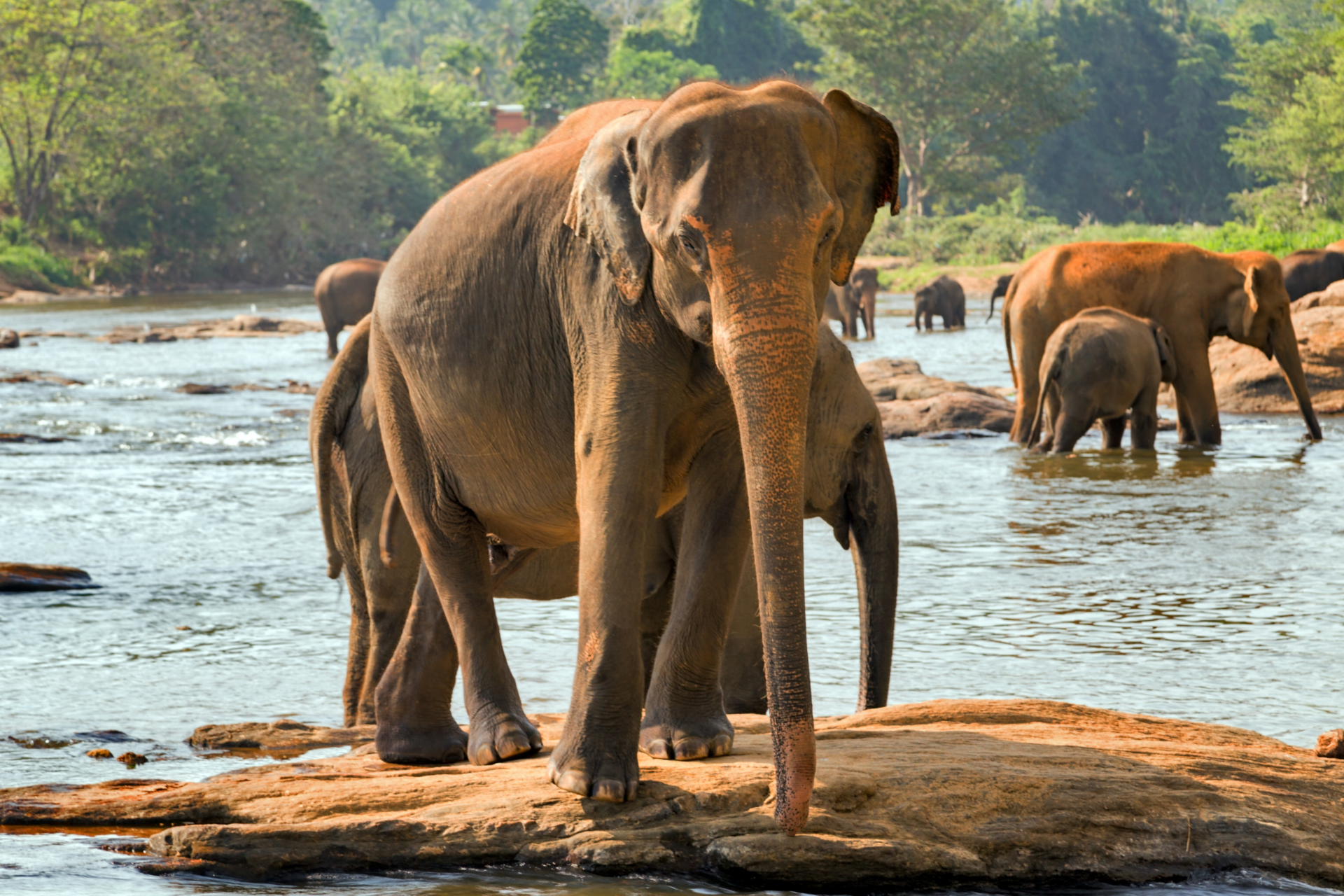 Sri Lanka in Comfort: Tea Trails & the Coast - Signature